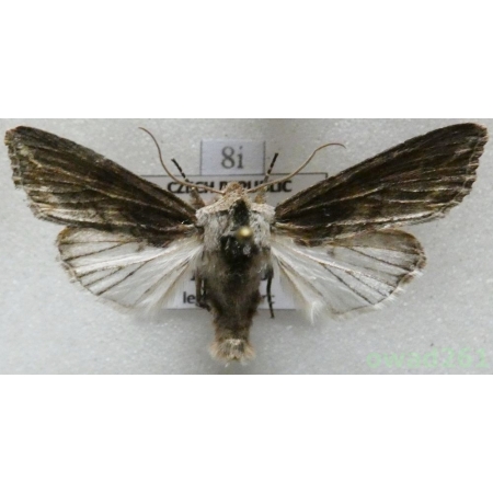 Egira conspicillaris (Linnaeus, 1758) Czech8i
